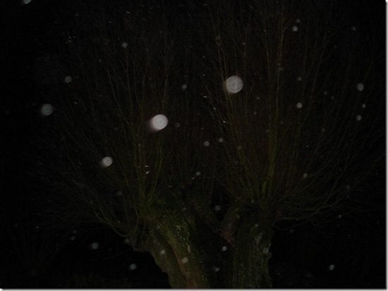 orbes_arbre_01